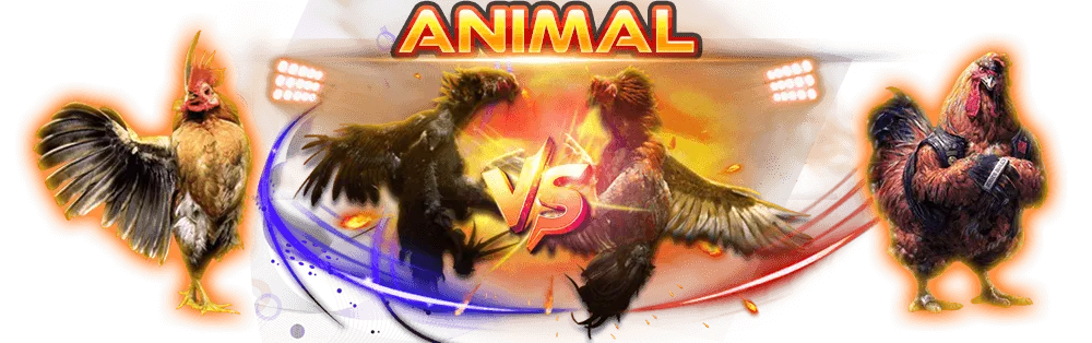 TokekWin Sabung Ayam online live streaming